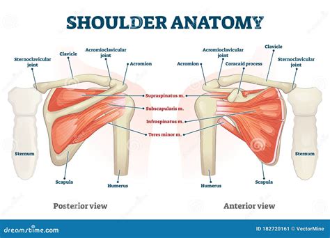 Human Shoulder Ligaments at Ralph Livingston blog
