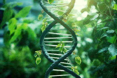 New Study Reveals How Plants Pass Down Genetic Memories
