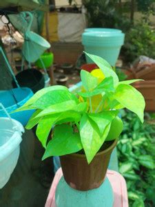 Meher Shaz Money Plant Price in India - Buy Meher Shaz Money Plant ...
