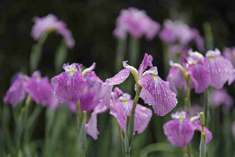 9 Top Types of Iris for the Flower Garden