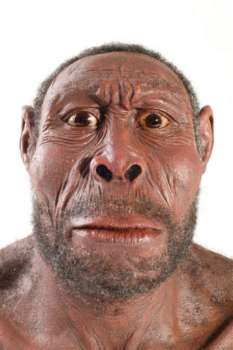 Australopithecus Habilis 的图像结果