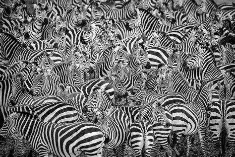 Zebras Zebras White Black Animal Stripes Skin Zebra Bw Animale