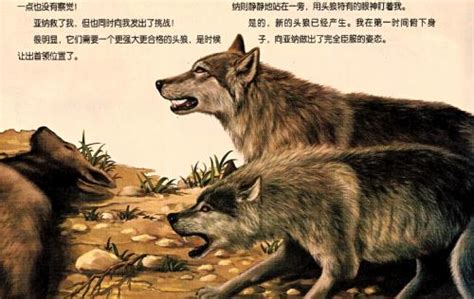 【狼王老郑】一只野狼挑战狼王地位，狼王霸气出击，野狼直接被碾压