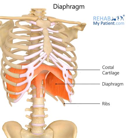 Diaphragm | Rehab My Patient