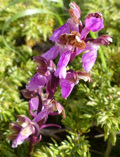 Orchis spitzelii Saut. ex W.D.J. Koch