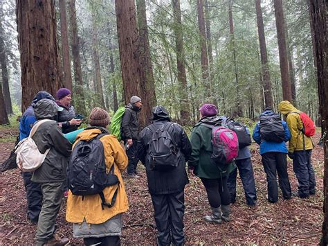 Wellbeing Forest Bathing Walk in the Chilterns, Toms Hill Car Park ...