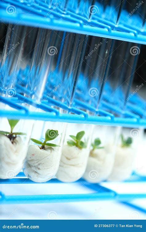 Plant Biotechnology 的图像结果