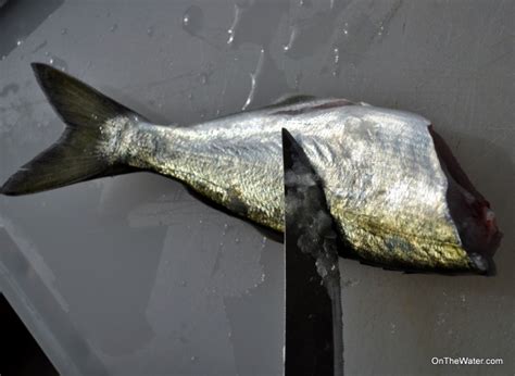 Image result for How to Filet Blue Snapper