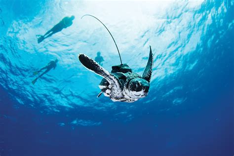 How Deep Do Sea Turtles Dive? — The State of the World's Sea Turtles | SWOT