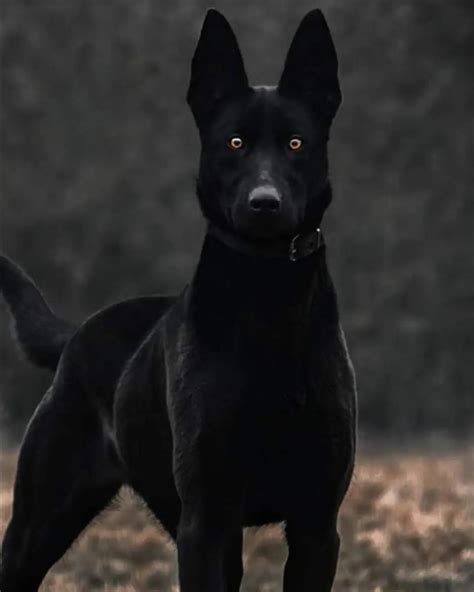 Fully black german shepherd – Artofit