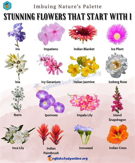 What Flower Start With S at George Ashcraft blog