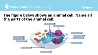 Image result for Cell Phone Structures Grade 7
