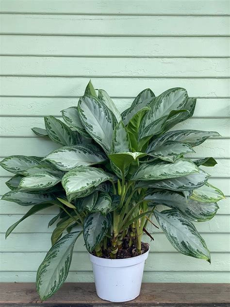 Aglaonema | Chinese Evergreen | Silver Bay | Mickey Hargitay Plants
