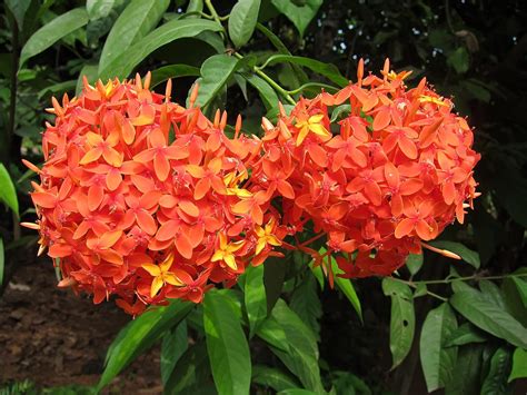 Aiden Gardens Rare Singapore Ixora Flower Plant Flame of the Woods ...