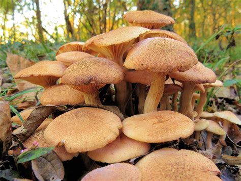Scientists campaign to have NZ fungi on global red list - NZIAHS