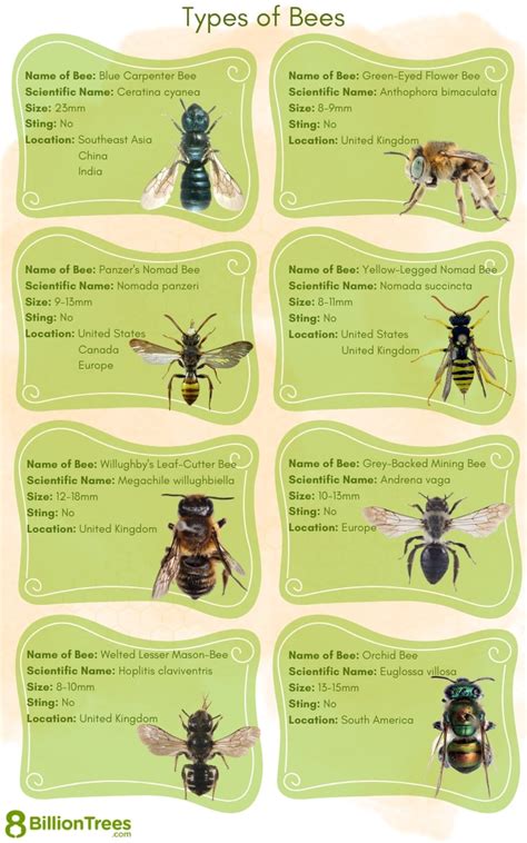 Image result for Bee Identification Chart