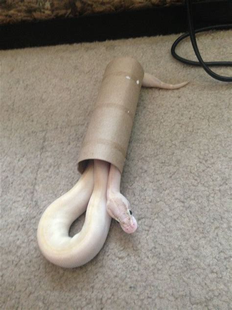 Image result for Ball Python Cuddling