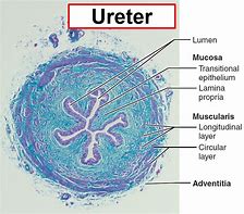 ureter 的图像结果