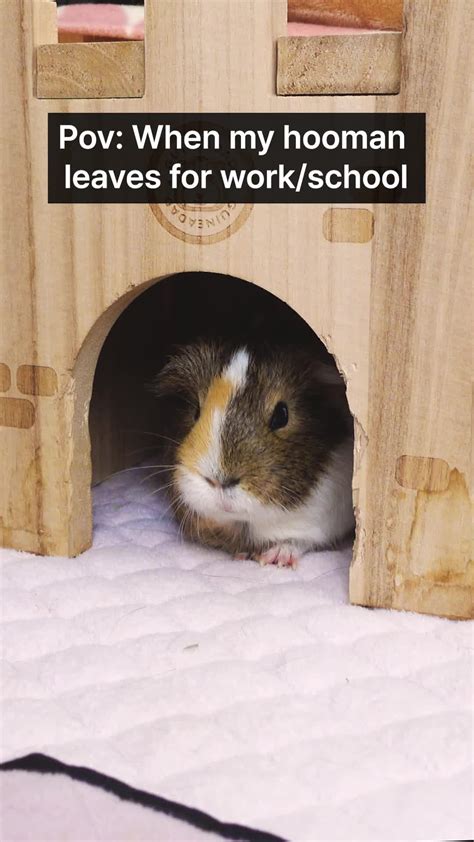 You earn the money, Hooman. I'm going to sleep🐹💤 [Video] | Guinea pigs funny, Guinea pigs, Cute ...