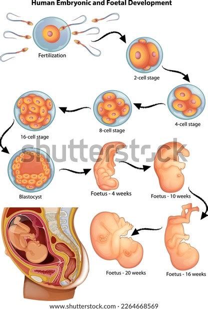 Image result for Human Embryonic Development
