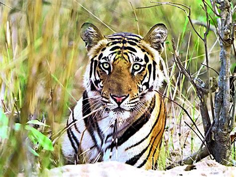 bandhavgarh: ‘I saw Bandhavgarh’s majestic tigers — and a magical ...