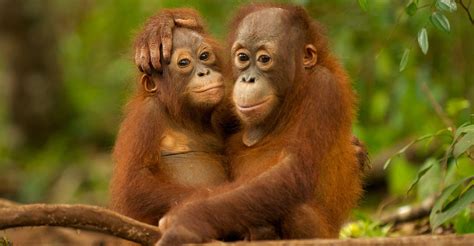 Natural World 的图像结果