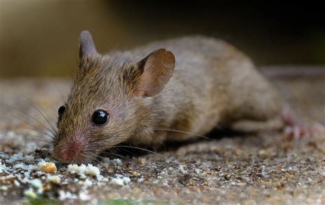 the most common types of household rodents - Pest Control