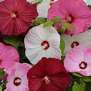 Live Green Hibiscus flower/Gudhail mix flower fresh flower seeds for ...