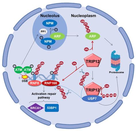 E3 Ubiquitin Ligase TRIP12: Regulation, Structure, and ...