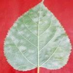 Sericulture Information Linkages and Knowledge System