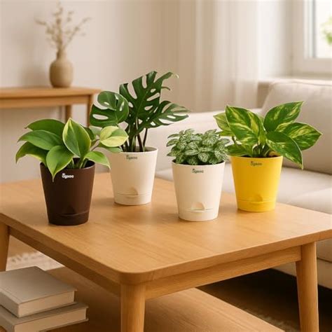 CAPPL Philodendron Monstera Broken Heart (Swiss Cheese Vine) Indoor ...