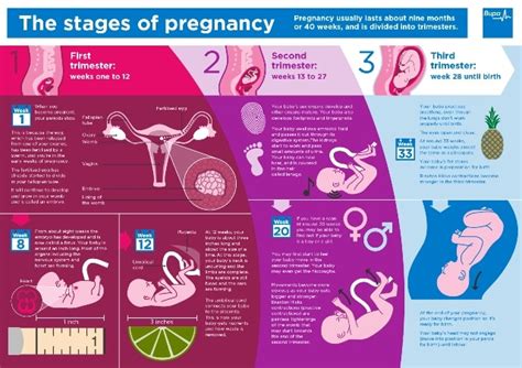 Image result for Reproductive System Baby