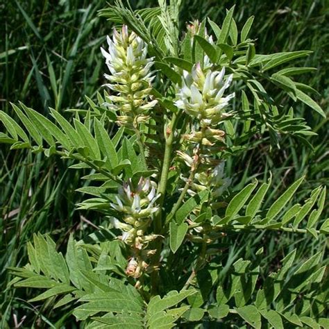 Buy Liquorice - Plant online from Nurserylive at lowest price.