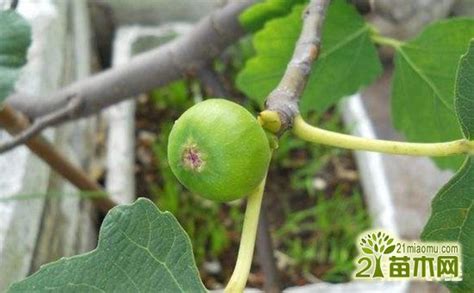 奇妙水果：无花果--陕西省西安植物园 陕西省植物研究所