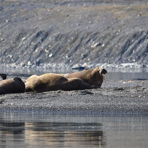 SVALBARD TREK (2025) All You Need to Know BEFORE You Go (with Photos ...