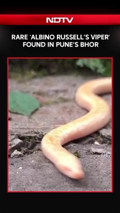 Maharashtra news | Rare 'albino Russell's viper' found in Pune's Bhor