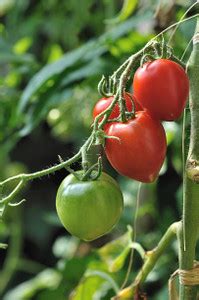 KDA tomato Seed Price in India - Buy KDA tomato Seed online at Flipkart.com