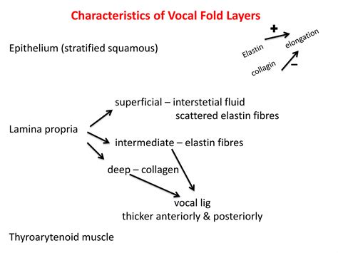 Physiology and neuroanatomy of phonation | PDF