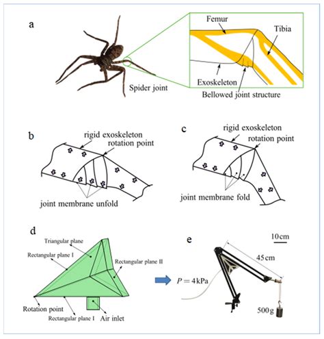 Insect 的图像结果