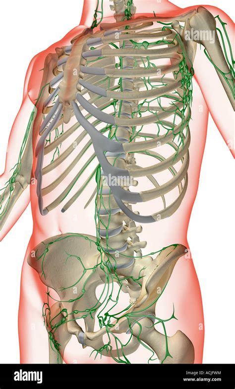 Image result for Lymph Trunk Function