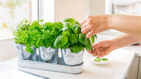 7 top tips for growing herbs indoors | Tom's Guide