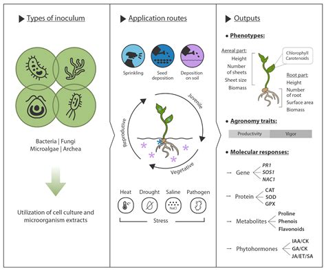 Harnessing Plant–Microorganism Interactions to Mitigate Biotic and ...