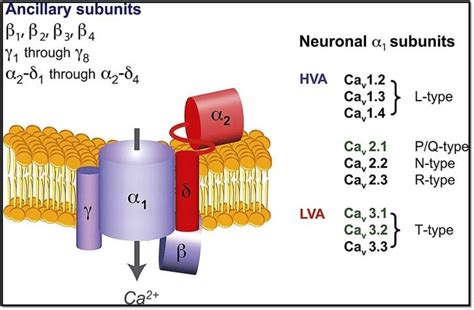 Image result for Calcium Channel Complex