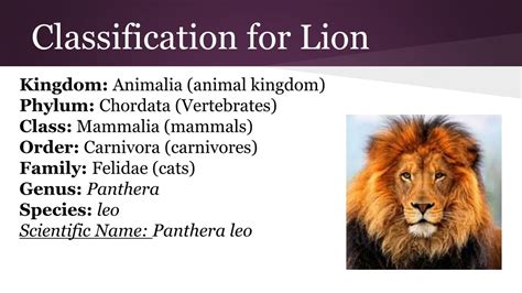 Genus Of Lion