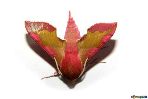 Image result for Large Moth