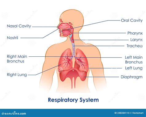 The Respiratory System Diagram