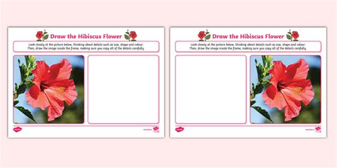 Draw the Hibiscus Flower Art Activity (teacher made)