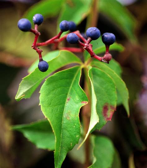Virginia Creeper in Bramble Plantings | Scouting Guide for Problems of Fruit