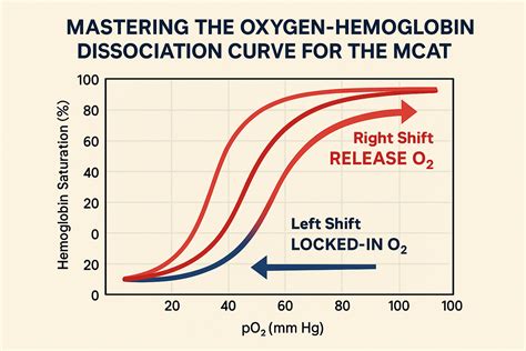 Mastering the Oxygen-Hemoglobin Dissociation Curve for the MCAT — King ...