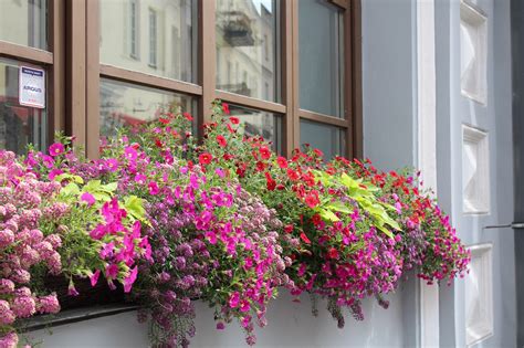 Window Box Flowers 的图像结果